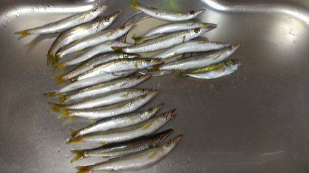 立石にてルアーでカマス　ガンガン釣れました…